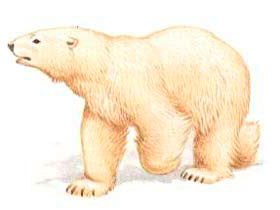 білий ведмідь