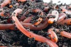 Як розводити дощових черв'яків на присадибній ділянці
