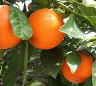 Корисні властивості апельсина