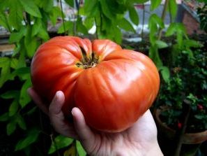 Цікаві факти про вирощуванні помідорів
