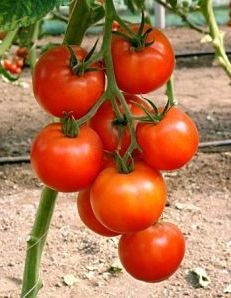 Як виростити помідори у відкритому грунті