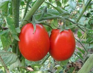 Як виростити смачні помідори