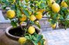 Як виростити лимон на підвіконні