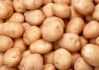 Біологічні особливості картоплі