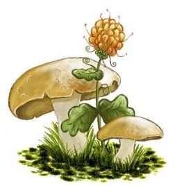 Опис грибів