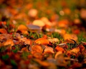 Вірші про осінь для дітей 5 - 6 - 7 років