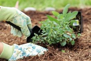 Органічне землеробство на дачі