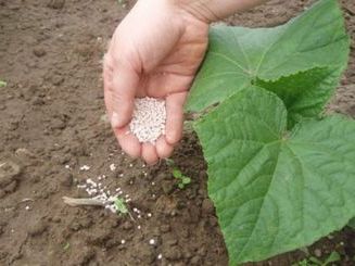 Підживлення овочевих культур