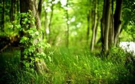 Вікторина для молодших школярів. Тема Дерева і трави