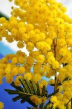 Оповідання для школярів. Три гілки мімози