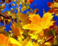 Вірші про осінь. Вірші про осінь