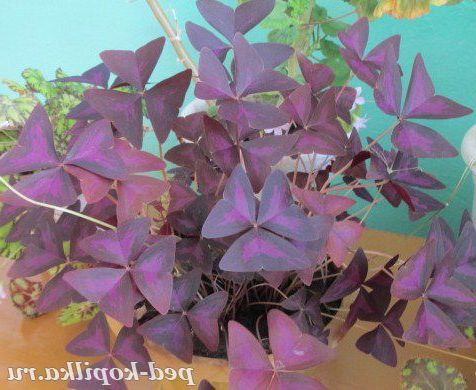 Кислиця фіолетова вирощування і догляд