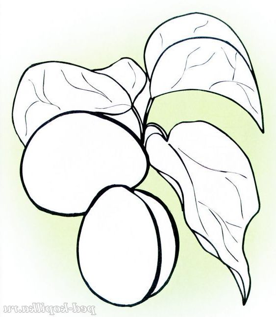Абрикос