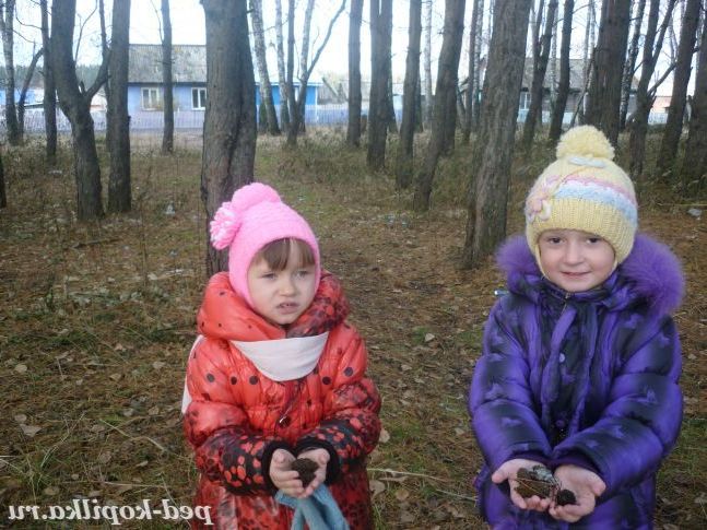 Екскурсія в сосновий парк.