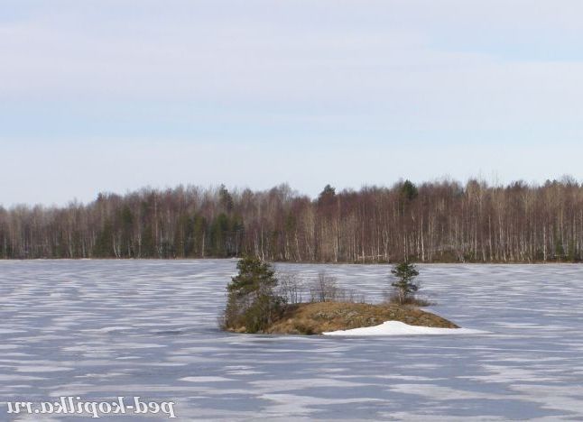зимовий острівець