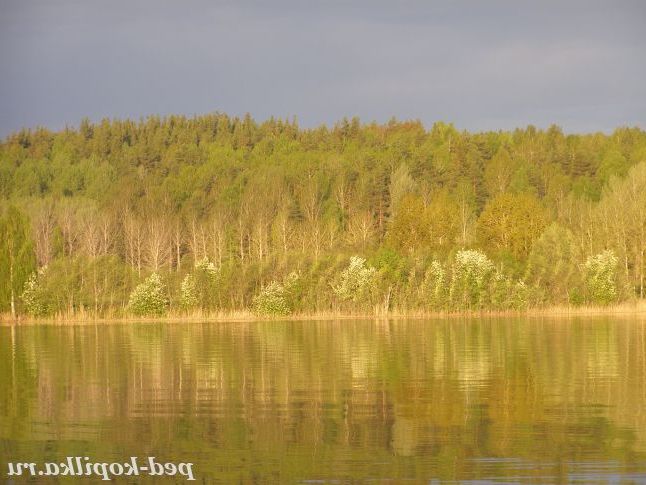 ліс в золотото одягнений