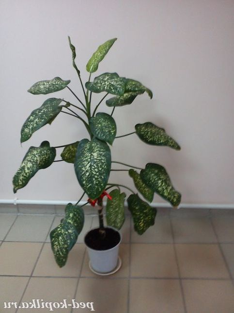 Диффенбахія - Dieffenbachia