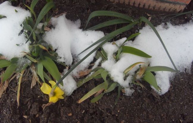 квітка під снігом