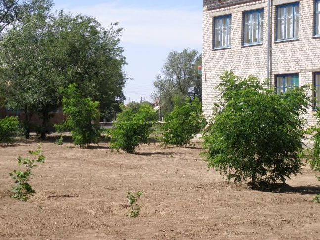 Підростають молоді саджанці