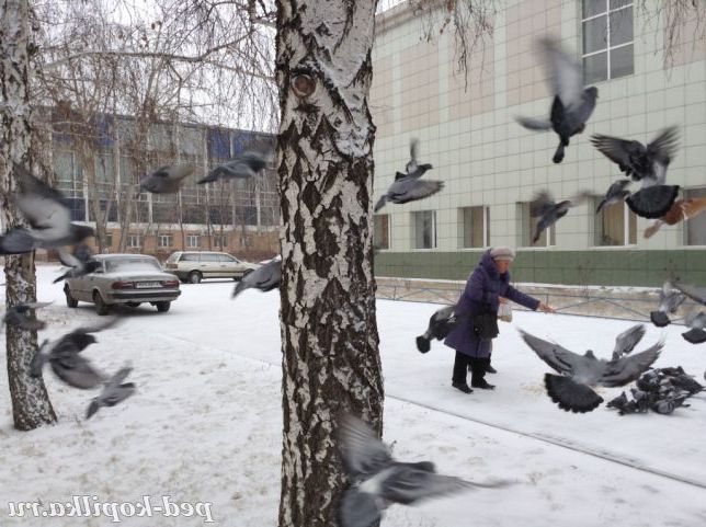 Добра тітонька годує голубів