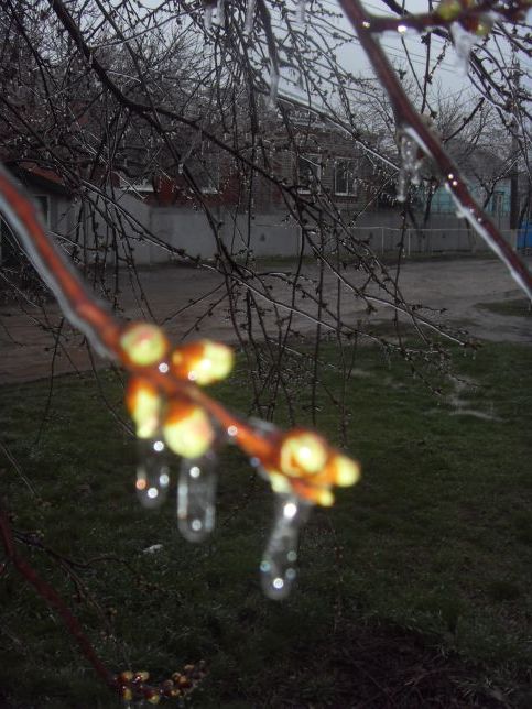 Весняні сюрпризи природи