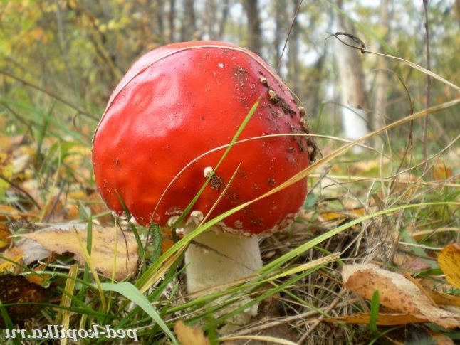Мухомори