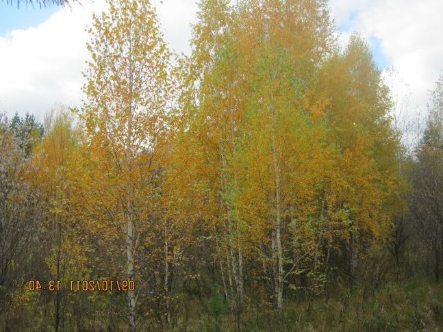Осінні Берізки
