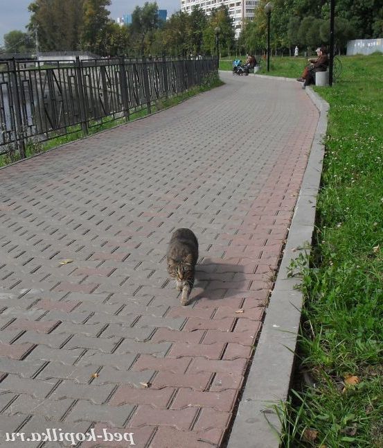 Я теж тут гуляю!