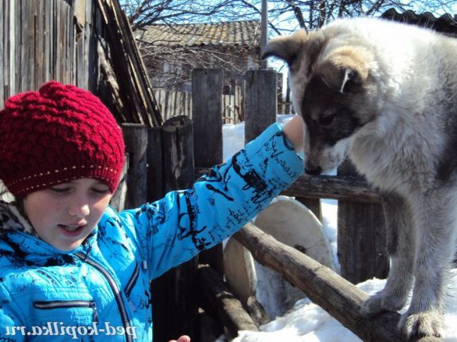 Внучка і Жучка