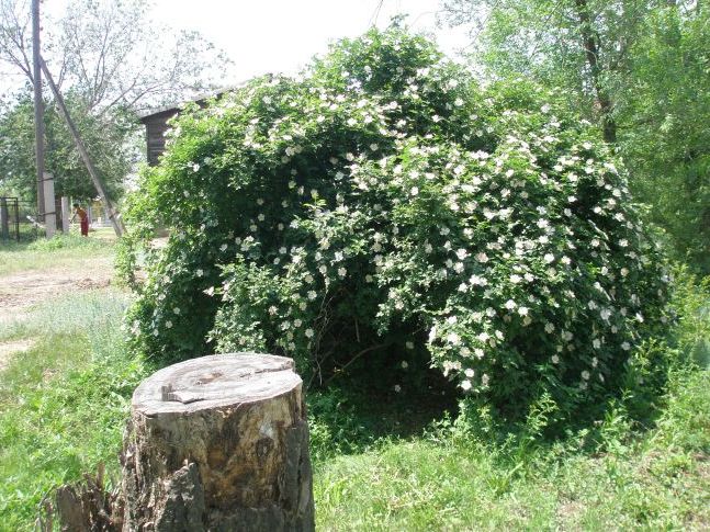 Не сідай на пеньок, не їж пиріжок