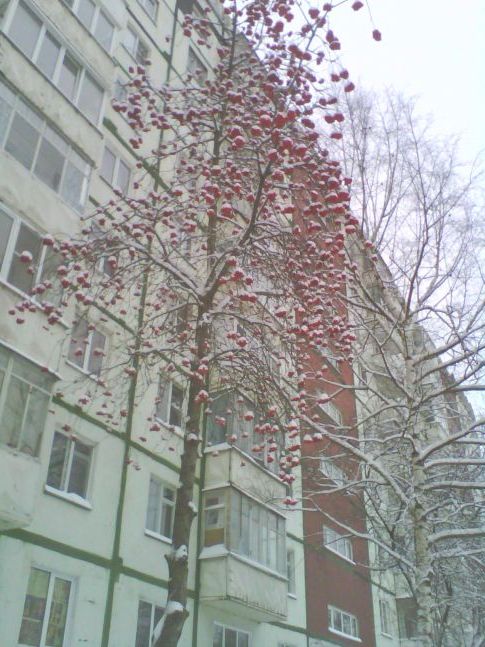 Горобинка