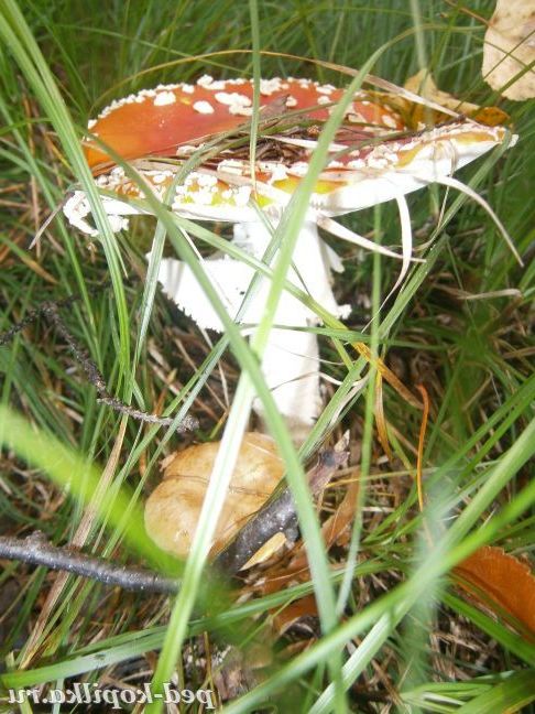 Мухомор