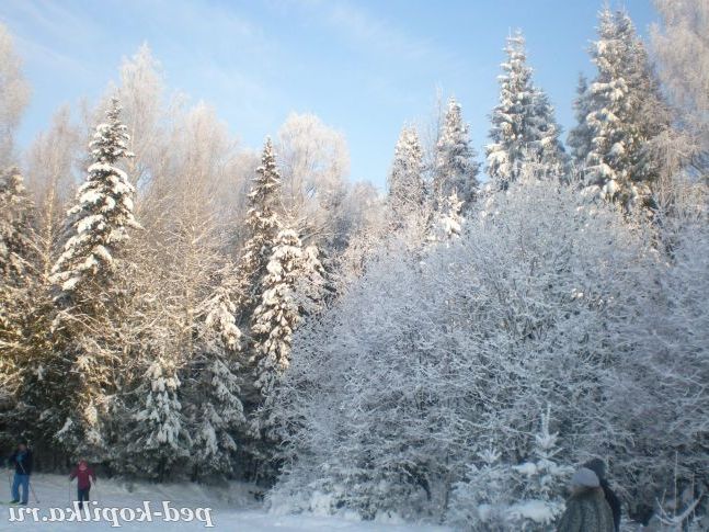 Всі дерева в сріблі.