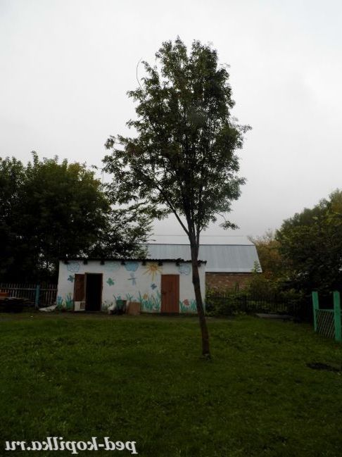 Наш ділянку восени