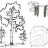 Розмальовки дерев для дітей