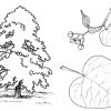Розмальовки дерев для дітей