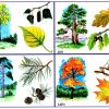 Картинки дерев для дітей