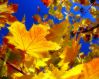Вірші про осінь. Вірші про осінь