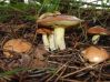 Оповідання для дітей про природу. Осінні гриби