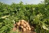 Як виростити хороший урожай картоплі