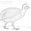 Розмальовка. Цессарка