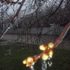 Весняні сюрпризи природи