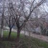 Вишні
