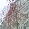 Горобинка