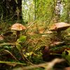 Два рідних братика вирішили сховатися.