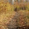 Осіння доріжка