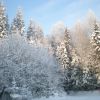 Всі дерева в сріблі.