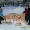 Золота рибка